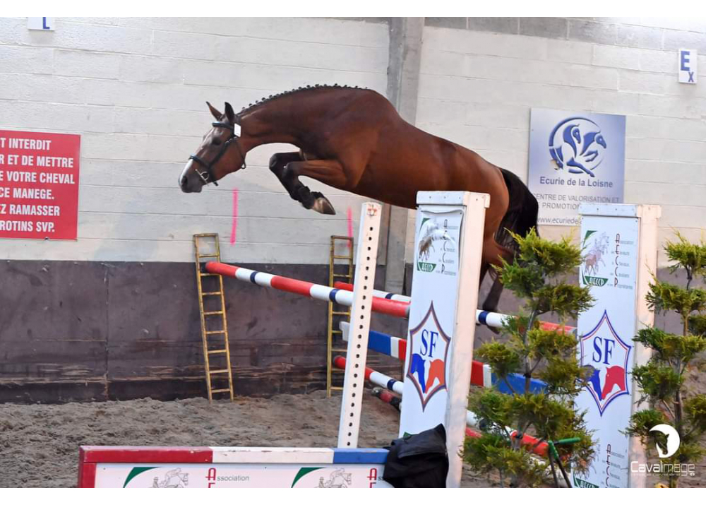 Islabonita de Bel Air (NERVOSO x DALTON VAN HET LINDEHOF)